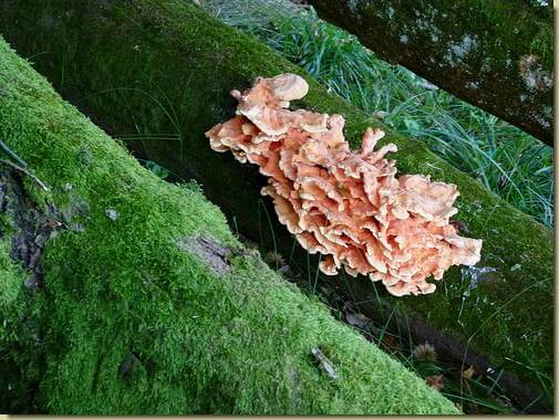 altri funghi...