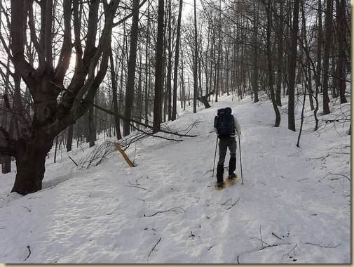 nel bosco di Faievo 
