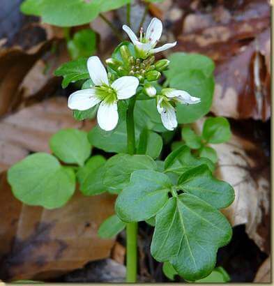 Billeri amaro (Cardamine amara)  