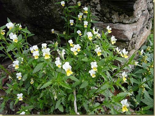 Viola tricolor 