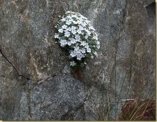 roccia fiorita...