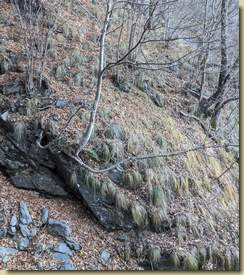 traversato il primo canale si passa sulla costa successiva (traccia in basso) e la si risale su terreno ripido fino a dove termina contro una parete rocciosa dove si traversa verso destra... (foto di Andrea)