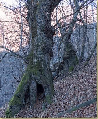 anziano del luogo...