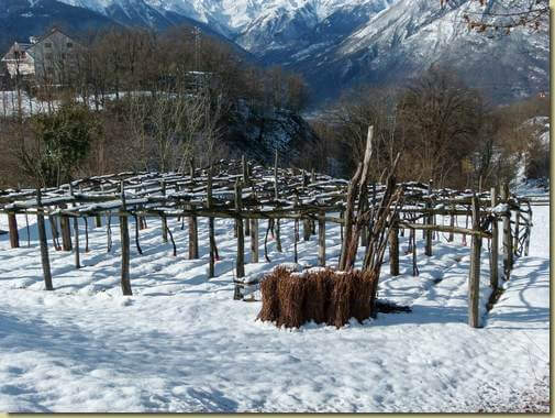 vigneto a Trontano...