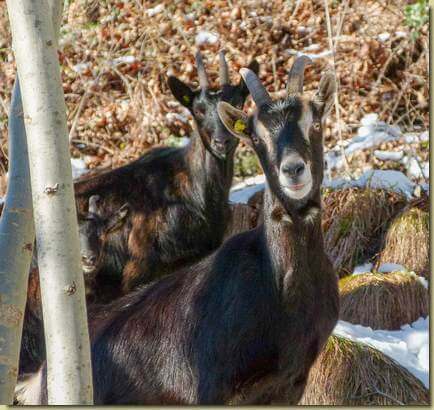 incontri lungo il percorso...
