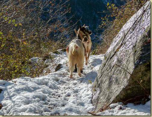 caprette sul sentiero...