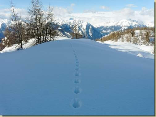 tracce sulla neve... 