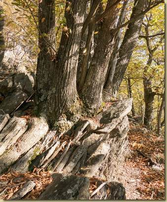castagni sulla roccia...