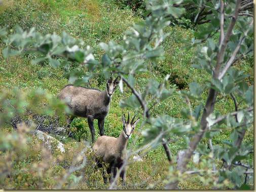 camosci in Val Serena