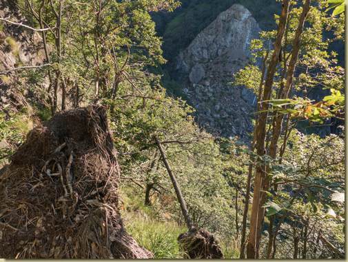 piante cadute sul sentiero...