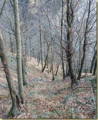 scendendo nel bosco...