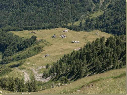 il Cedo...