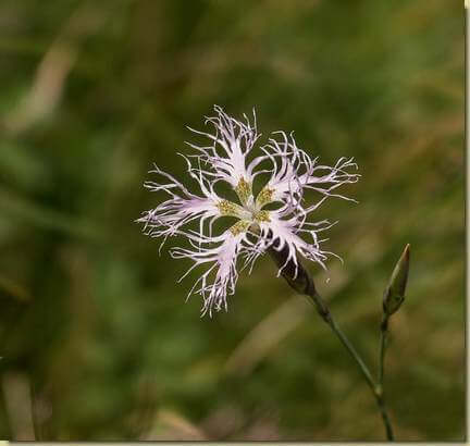 Dianthus superbus