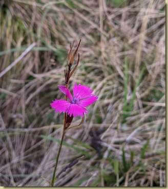 ultime fioriture...