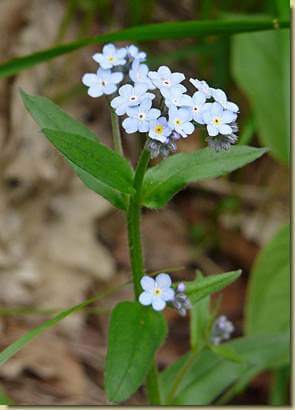 Myosotis alpestris 