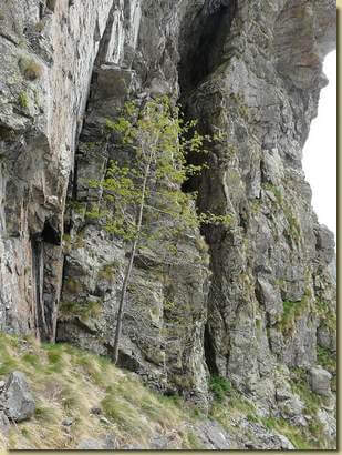 albero solitario...  