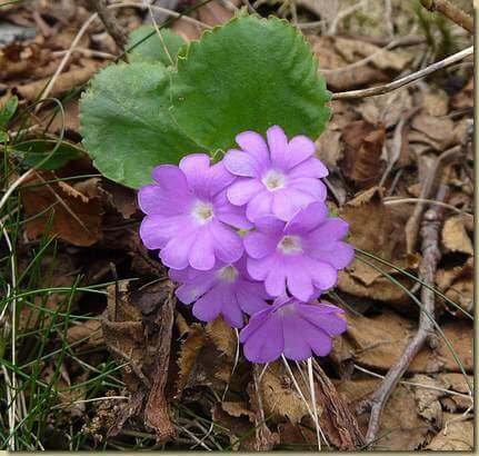 Primula pedemontana 