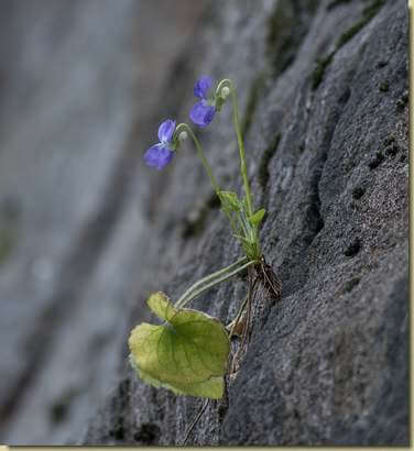 violette sulla roccia...