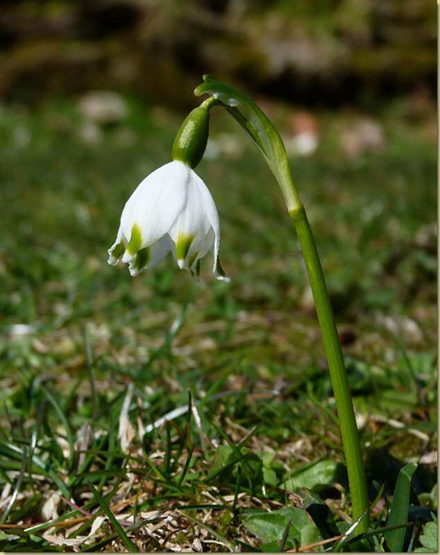 Leucojum vernum...