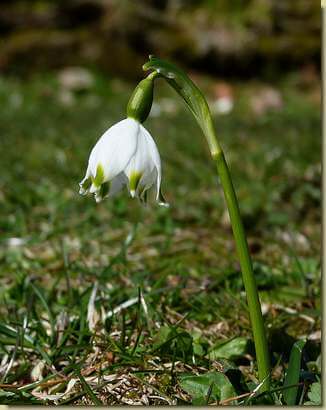 Leucojum vernum (Campanellino)...