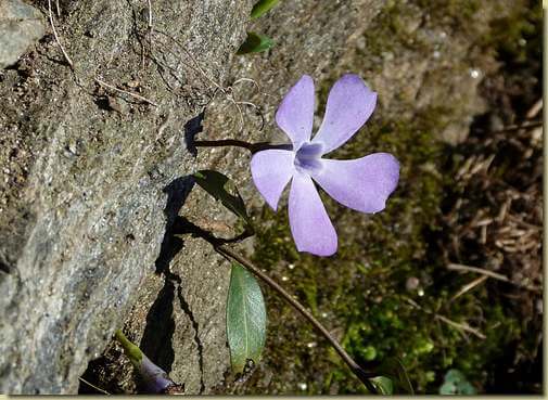 Vinca minor (Pervinca minore)...