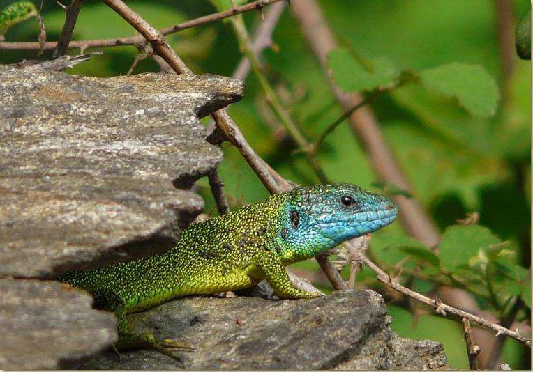 Ramarro a Nolezzo...