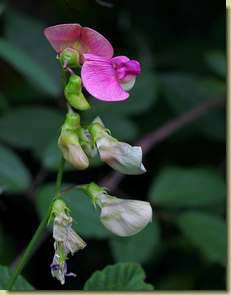 Lathyrus latifolius...