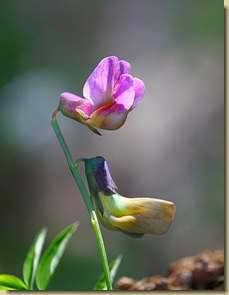 Lathyrus linifolius subsp. montanus...