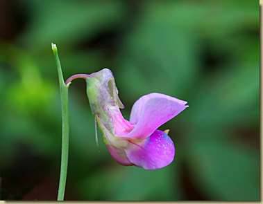 Lathyrus linifolius subsp. montanus...