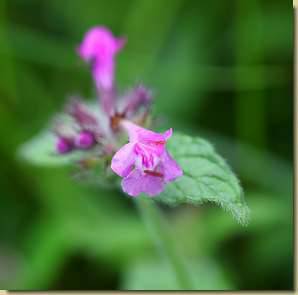 Clinopodium vulgare...