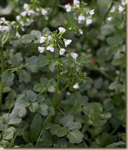Nasturtium officinale...