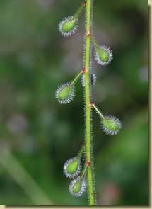 Circaea lutetiana...
