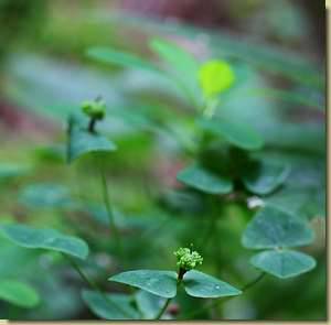 Euphorbia dulcis...