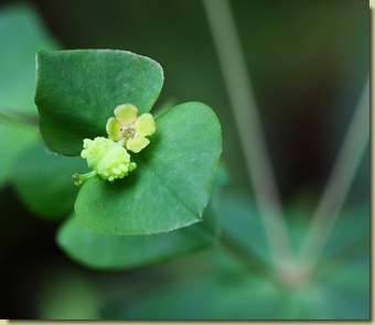 Euphorbia dulcis...