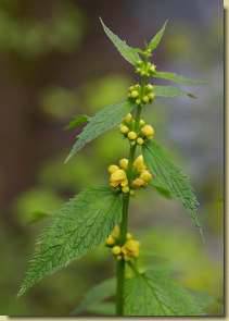 Lamium galeobdolon...