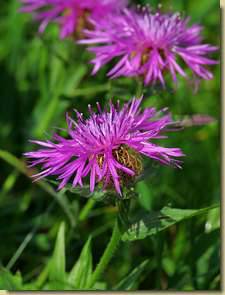 Centaurea nervosa...