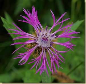 Centaurea nervosa...