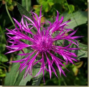 Centaurea nervosa...