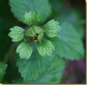 Duchesnea indica...