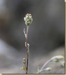 Artemisia umbelliformis...