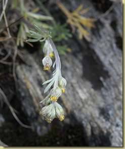 Artemisia umbelliformis...