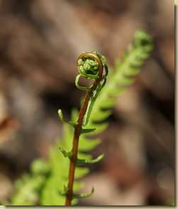 Blechnum spicant...