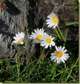 Leucanthemopsis alpina...