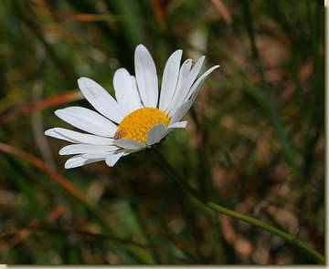 Leucanthemum heterophyllum...