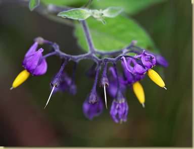 Solanum dulcamara...