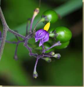 Solanum dulcamara...