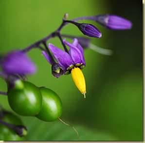 Solanum dulcamara...