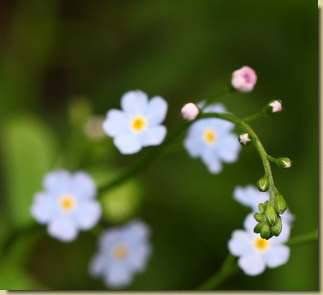 Myosotis decumbens...