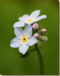 Myosotis decumbens...