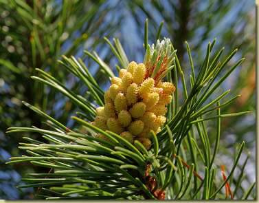 Pinus mugo...